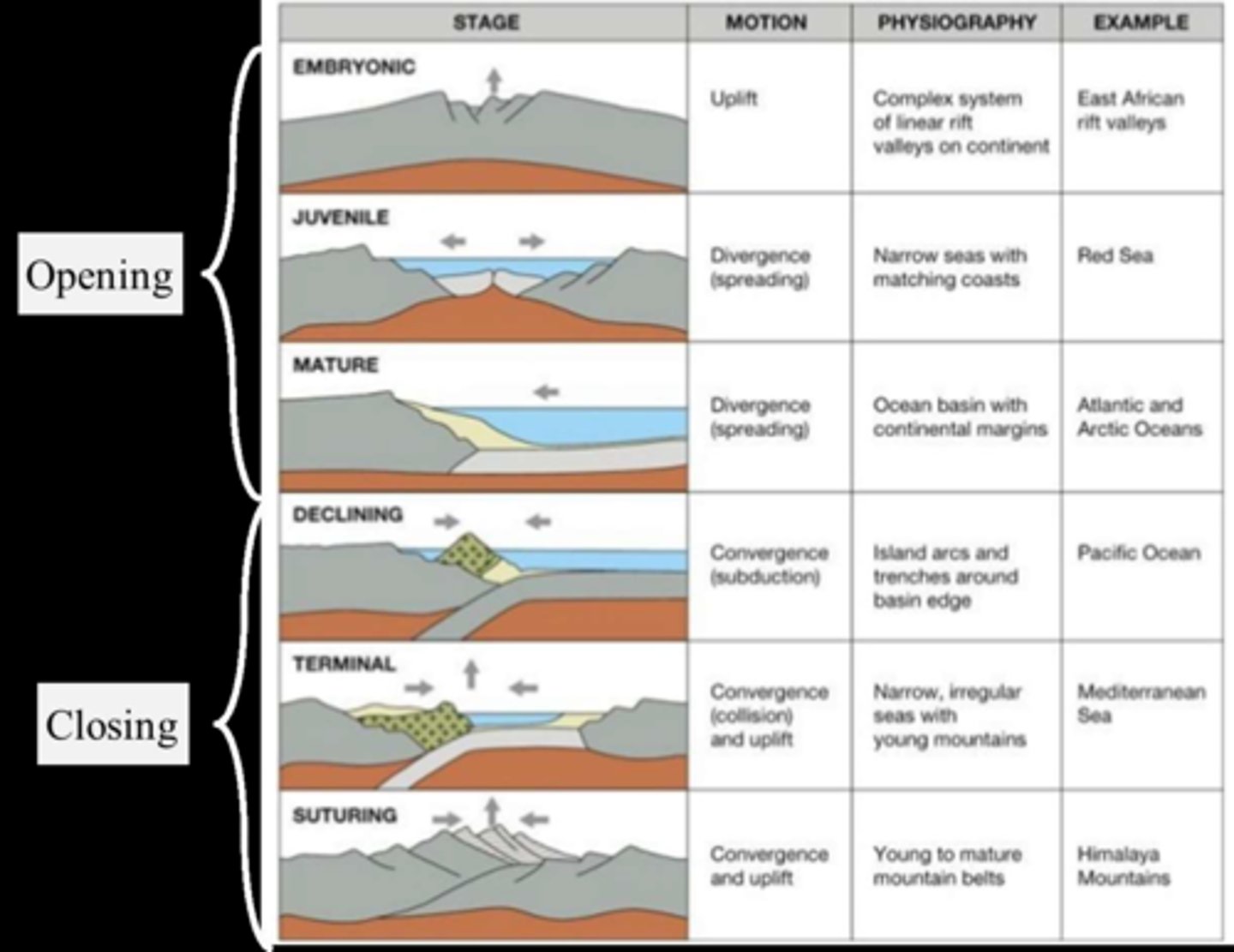 <p>1) First Form of Ocean Basin (Stable Craton on supercontinent with a Hot Spot):</p><ul><li><p>hot spot underneath stable craton causes supercontinent to swell &amp; crust thins from heat</p></li><li><p>supercontinent eventually breaks into two &amp; forms small ocean (East African Rift Valley)</p></li></ul><p>2) Young Ocean Basin (Early Rifting &amp; Continent Separation):</p><ul><li><p>Plates start spreading, creating a small ocean</p></li><li><p>cooling edges of continents sink below sea, forming divergent boundary (Red Sea)</p></li></ul><p>3) Mature Ocean Basin (Full Ocean Basin):</p><ul><li><p>large ocean forms between continents from ongoing spreading w/ mid-ocean ridge (Atlantic Ocean)</p></li></ul><p>4) Declining Ocean Basin (Subduction Zones):</p><ul><li><p>Subduction zone formation as ocean begins to close, due to convergent boundary</p></li><li><p>ocean eventually disappears, leaving a remnant ocean basin. (Pacific Ocean)</p></li></ul><p>5) Dead Ocean Basin (Closing Remnant Ocean Basin):</p><ul><li><p>Continents are nearly colliding, causing magma to form, orogeny, &amp; suture to form</p></li></ul><p>6) continent erodes &amp; crust thins overtime → process eventually <strong>restarts</strong></p>