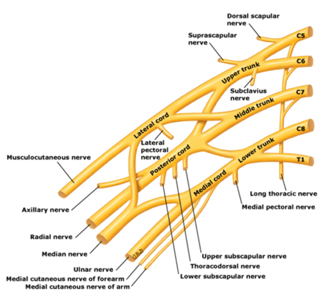 <p>anterior division of lower trunk</p>