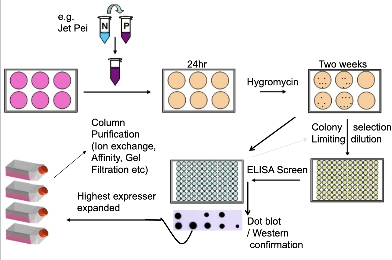 <ol><li><p>Transfection: introduce plasmid DNA</p></li><li><p>Initial Expression: cells begin to express the recombinant protein</p></li><li><p>Antibiotic Selection (Hygromycin): hygromycin resistance = sucessful transfection</p></li><li><p>Colony Isolation (Limiting Dilution): each well contains cells derived from a single colony</p></li><li><p>Screening (ELISA &amp; Dot Blot/Western Blot): measures the amount and confirms identity</p></li><li><p>Clone Selection and Expansion: highest expressing clone is chosen</p></li><li><p>Protein Purification: Ion exchange/ Affinity chromatography, Gel filtration</p></li></ol><p></p>