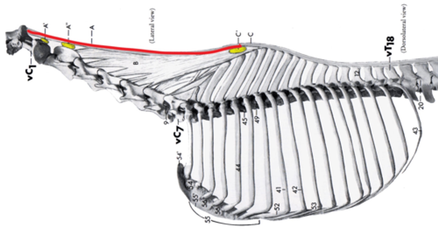 <p>Nuchal Ligament</p>