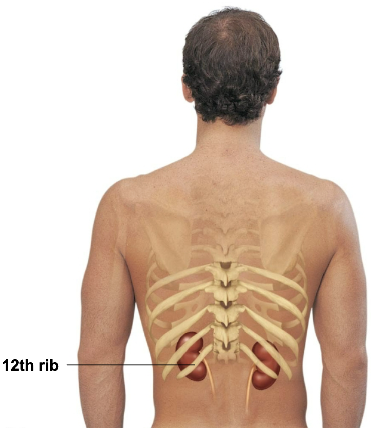 <p><strong>→ FALSE</strong></p><ul><li><p>RIGHT kidney is crowded by the liver and lies slightly lower than the left</p></li></ul><p></p>