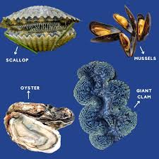 <p>Phylum Mollusca, Class Bivalvia</p>