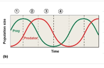 <p>Predator and prey populations directly depend on each other (prey decreasing leads to a decrease in predators, a decrease in predators leads to an increase in prey, and increase in prey leads to an increase in predators which leads to a decrease in prey)</p>