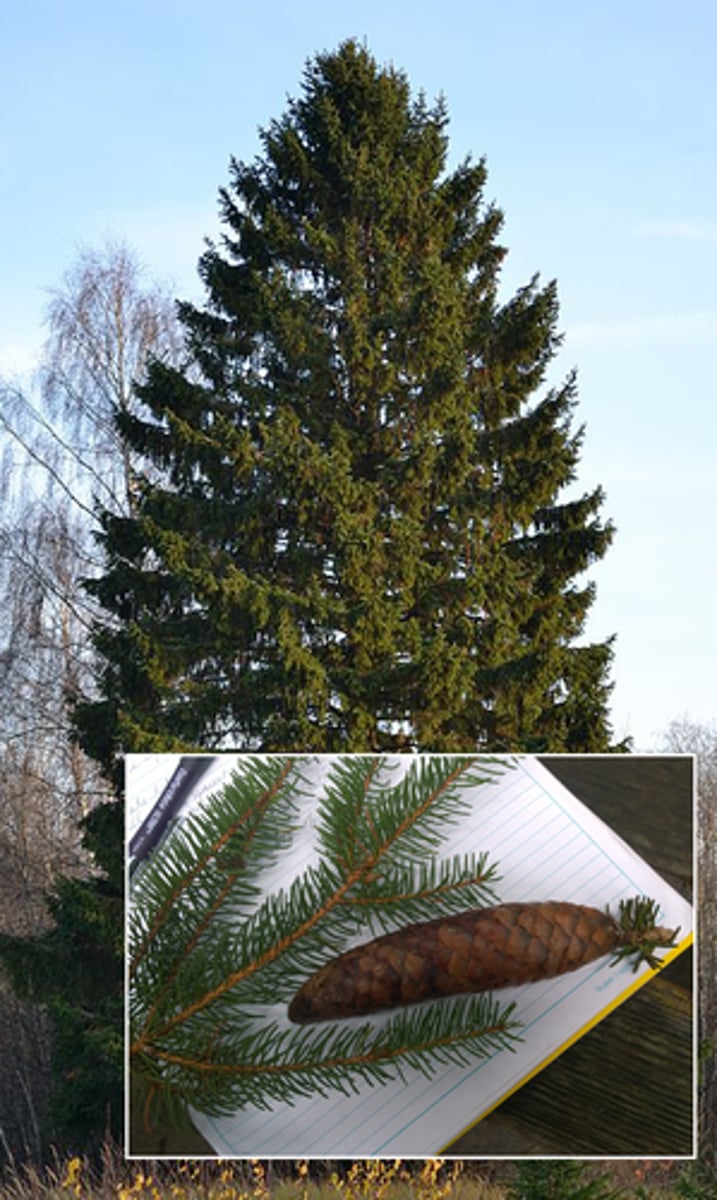 <p>pine family</p>