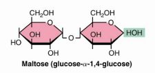 <p>2 glucose </p><ul><li><p>alpha 1—&gt;4 glycosidic bon</p></li></ul><p></p>