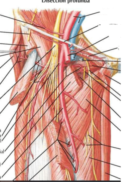 <p>Describe el transcurso inicial del nervio femoral en base a esta imágen</p><p><strong>puntos clave</strong>:</p><ol><li><p>caracteristica principal</p></li><li><p>-Origen y segmentaria</p></li><li><p>-Forma en la que discurre</p></li><li><p>-ramos que da</p></li></ol><p></p>