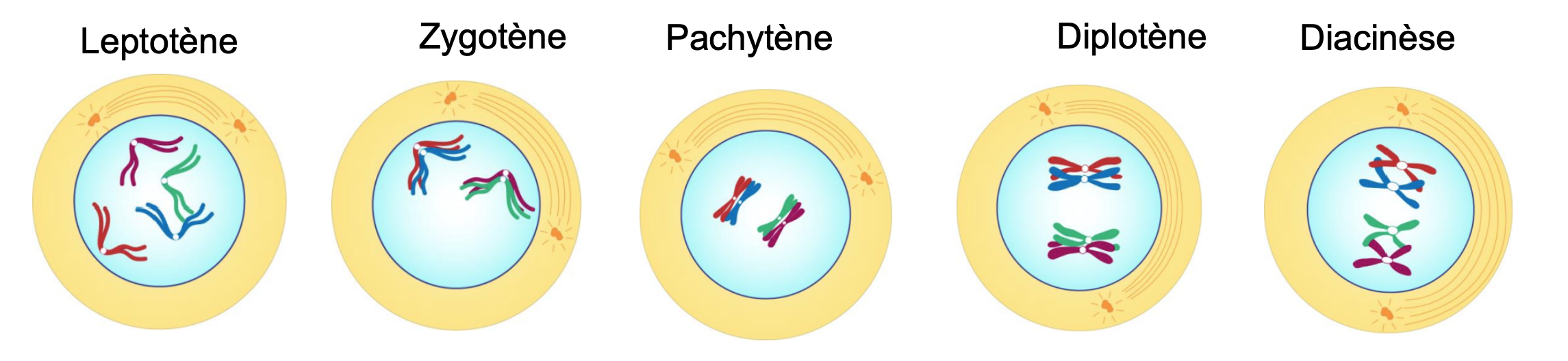 <p>En parallèle de cette multiplication, à partir de la <strong>12ème semaine</strong> jusqu’à la <strong>25ème semaine</strong>, ces ovogonies vont rentrer en méiose mais vont être <mark data-color="red"><strong>bloqué en prophase de M1 au stade diplotène</strong>.</mark></p>