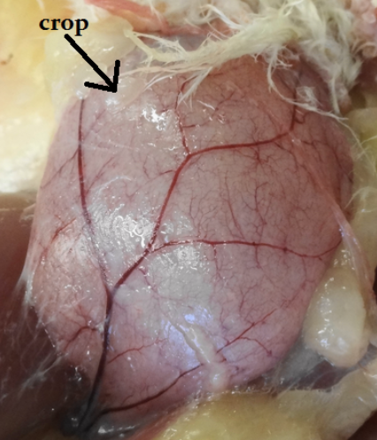 <p>organ for the storage and the moistening of ingested feed</p>