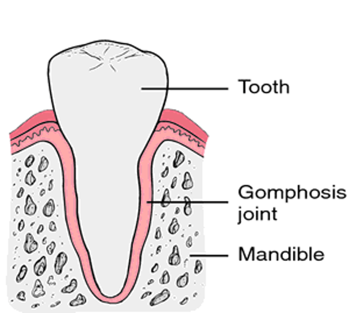 <p>attachment of a tooth to its socket</p>