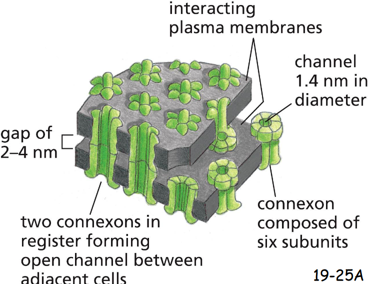<p>six Transmembrane Connexin Subunits</p><p>Gap-Junction only allows the passage of small molecules (<1000 Daltons) but not macromolecules (19-25A)</p><p>Connexons are found only in vertebrates</p>