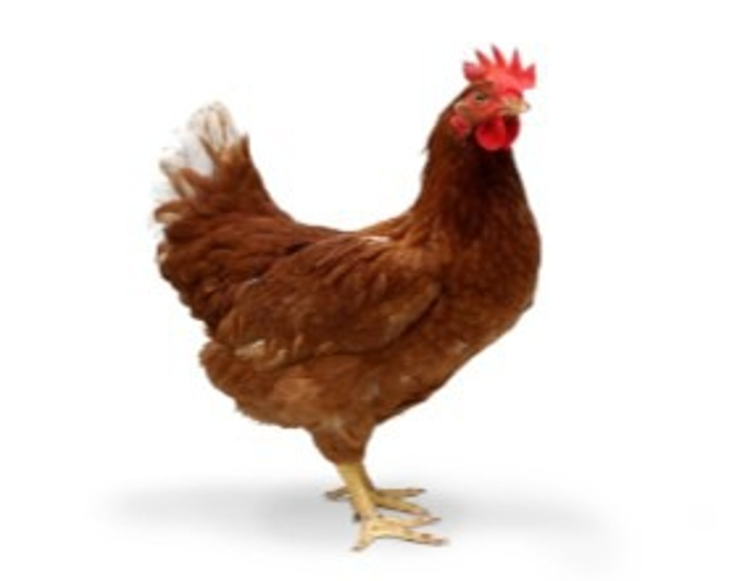 <p>hennetjie</p>
