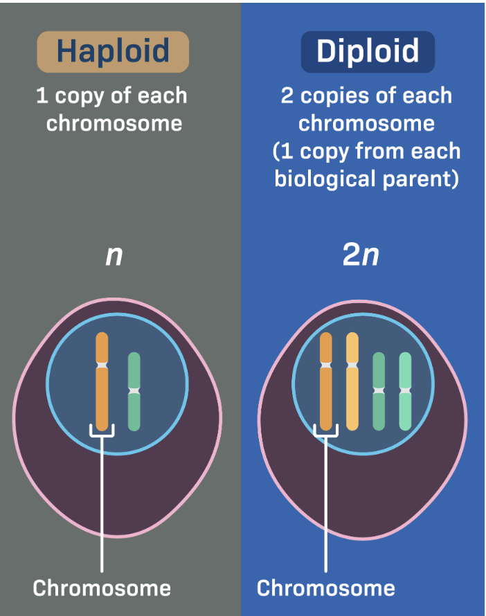 <p>diploid</p>