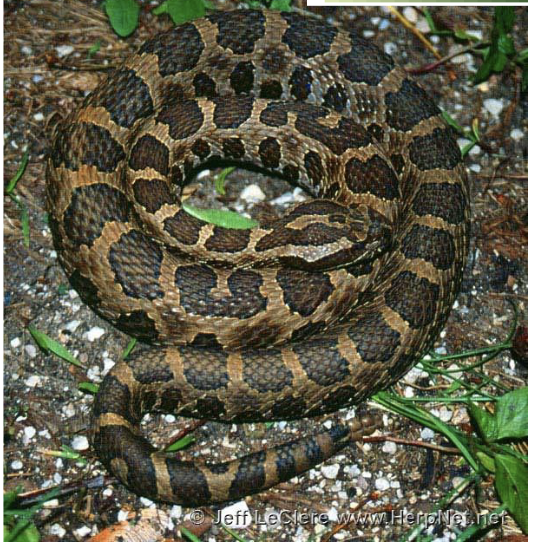 <p>eastern massasauga rattlesnake - highly venomous </p><ul><li><p>lighter brown/grey background, dark brown/black dorsal blotches outlined in white </p></li><li><p><strong>blotches turn into rings on tail, dark rattle </strong></p></li><li><p><strong>black ventral with white/yellow irregular spots </strong></p></li><li><p>2-3 rows of small spots on sides, <strong>brown, broad postocular stripe</strong></p></li><li><p>scales <u>keeled,</u> anal plate <u>undivided</u></p></li><li><p><strong>diurnal </strong>(minus hot weather)</p></li><li><p><strong>ovoviviparous </strong></p></li><li><p><strong>passive </strong>- slow to strike </p></li></ul><p>rare in IA now, found in E IA. overwinter marshes, lakes, rivers, active grasslands, meadows, dry woodlands </p>