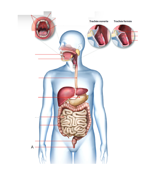 <p>À quel organe du tube digestif correspond la lettre A ?À quel organe du tube digestif correspond la lettre A ?</p>