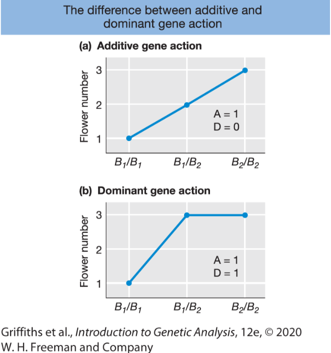 <ol><li><p>Additive gene action: when the heterozygote’s trait value is midway between those of the two homozygous classes.</p></li><li><p>Dominant gene action: <span>one allele is dominant over other one.</span></p></li></ol><p></p>