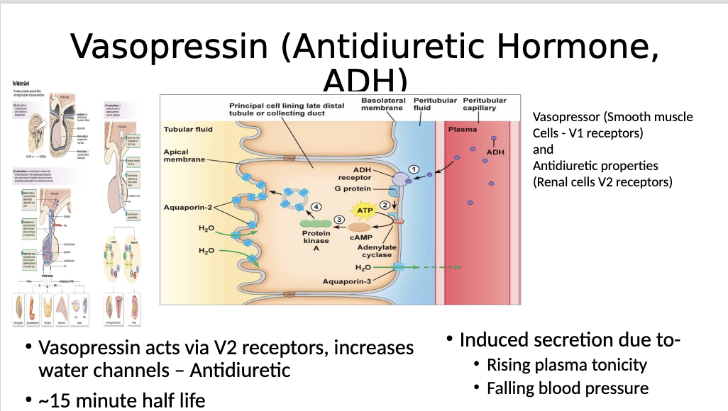 <ul><li><p><span>ADH binds to the receptor and activates adenylyl cyclase → cyclic AMP → protein kinase a → movement of aquaporins to the apical membrane (the side with the pee). This allows for more water to move out of the collecting duct back into the blood for reabsorption. (Diuretics block this and make us pee to lower BP)</span></p></li></ul><p></p>