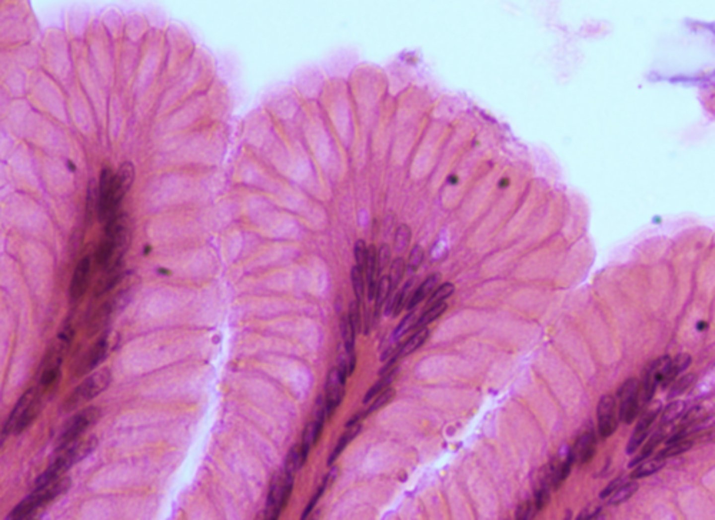 <p>what cell type is shown</p>
