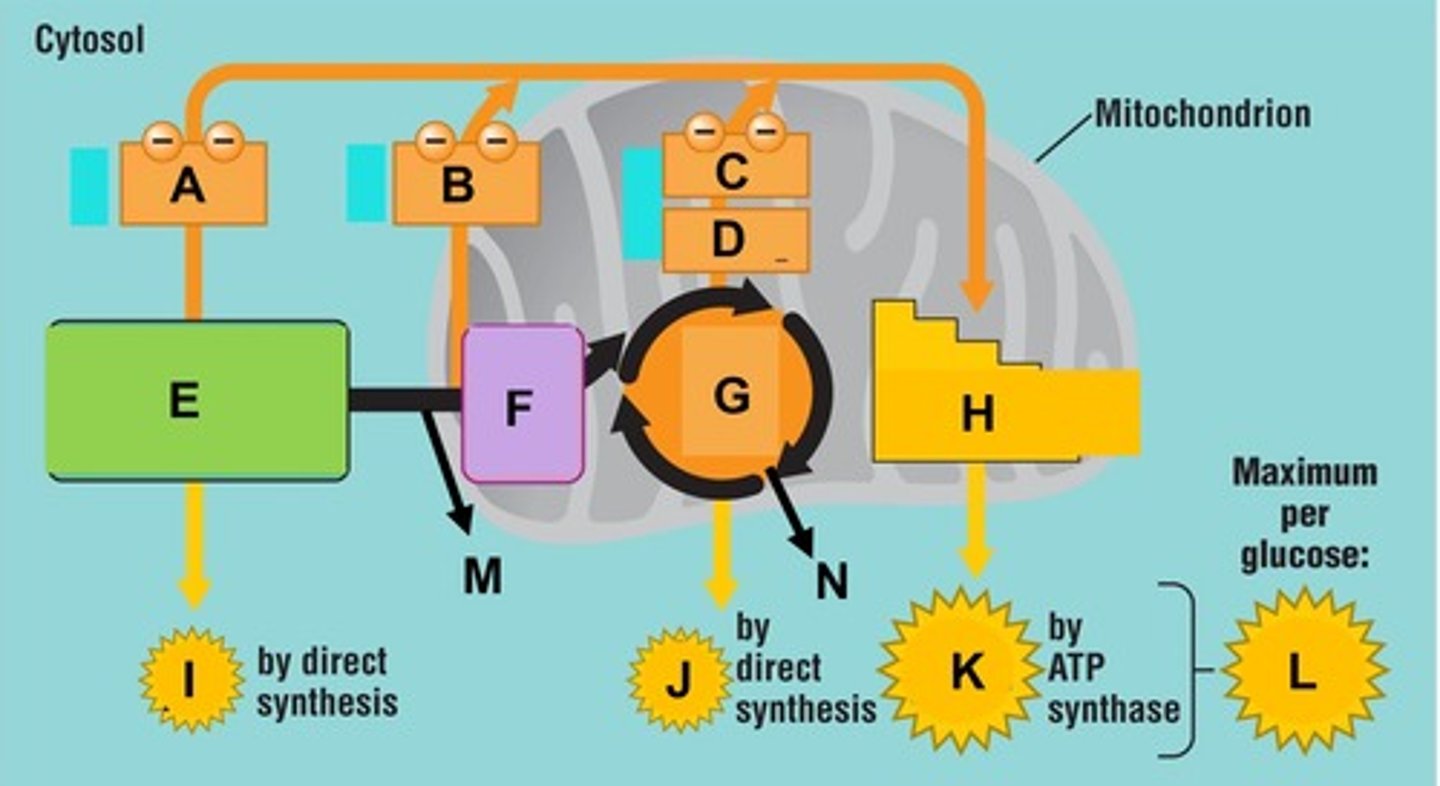 <p>Name the phase of cellular respiration that occurs at letter E</p>