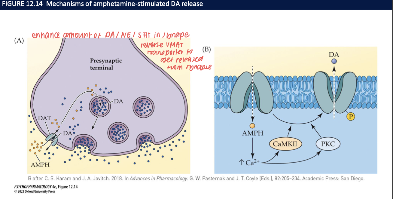 <ul><li><p>Enter presynaptic terminal (via <strong>DAT</strong>) and <strong>displace DA from vesicles</strong> by acting on <strong>VMAT2</strong> → ↑ <strong>cytosolic DA</strong>.</p></li><li><p>Trigger <strong>reverse transport</strong> through <strong>DAT</strong> → <strong>non-vesicular DA efflux</strong> into synapse.</p></li><li><p><strong>Kinase signaling (CaMKII/PKC)</strong> and <strong>Ca²⁺</strong> facilitate <strong>DAT phosphorylation</strong> → promotes <strong>reverse transport</strong>.</p></li><li><p>Net effect: <strong>large, rapid DA surge</strong> (and at high doses, <strong>NE/5-HT</strong> too).</p></li></ul><p></p>