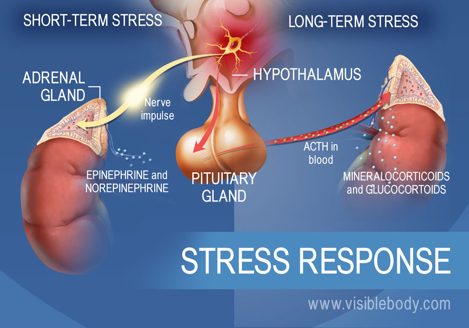 <p>Because unlike the Nervous System, the endocrine system can only send slow-acting hormones throughout the bloodstream, which are more responsible for long term processes like Growth, Metabolism, and Reproduction.<br></p><p>The Nervous System sends fast electrical impulses that act on effectors and cause us to move</p>