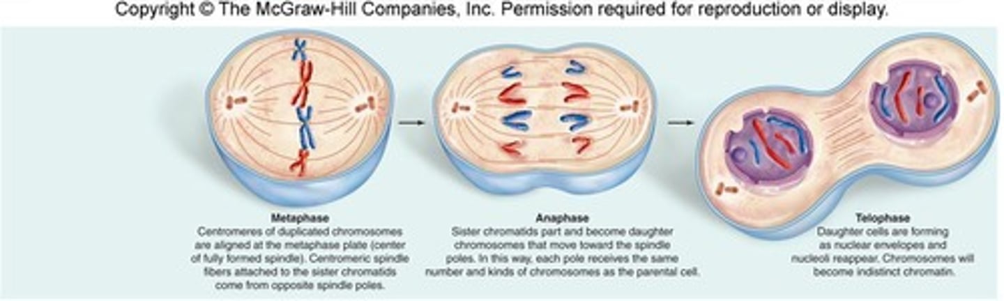 <p>The phase of mitosis where chromosomes align on the metaphase plate.</p>