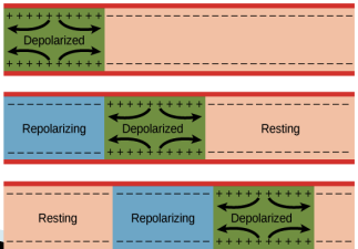 <p><strong>backwards </strong>action potential.</p>