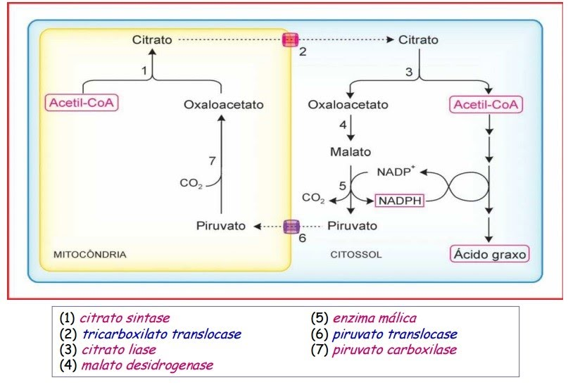 <p>Atraves do citrato que sai da mitocondria/ciclo de Krebs para o citoplasma/sintese de ácidos gordos</p>