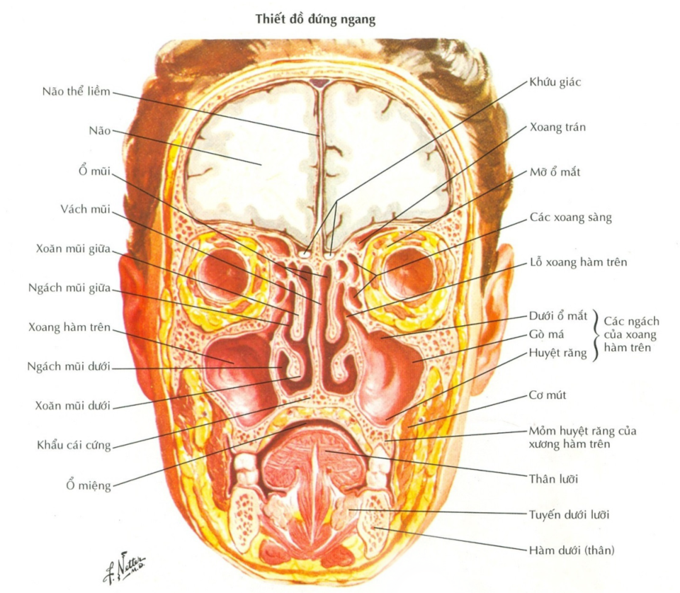 <p>B. Xoăn mũi giữa</p>