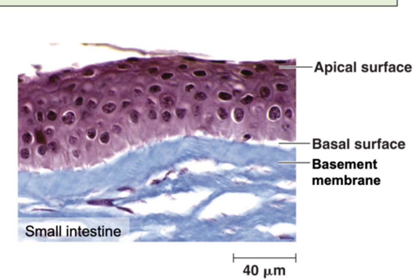 <p>• Covers the external body structures (e.g. skin) as well as internal body structures (e.g. intestinal lining)</p><p>• Epithelium has two different sides: apical and basal surface</p>