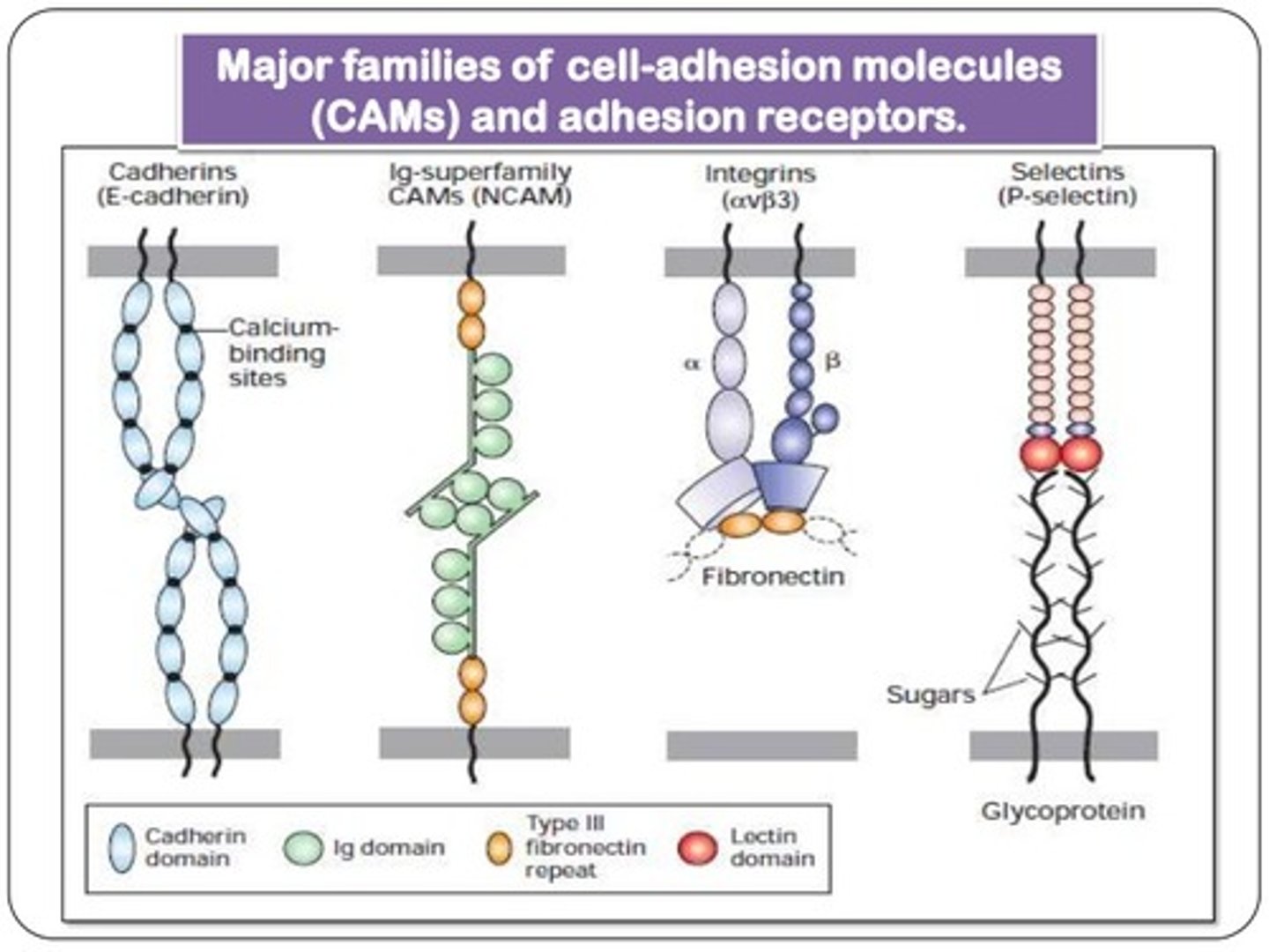 <p>members of Ig superfamily that are recognized by the white blood cell integrins</p>