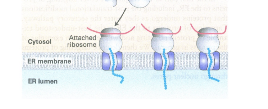<p>use an attached ribsosome that gets secreted into lumen directly </p>