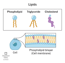 <p><span>are fatty, waxy, or oily compounds that are soluble in organic solvents and insoluble in polar solvents such as water.</span></p>