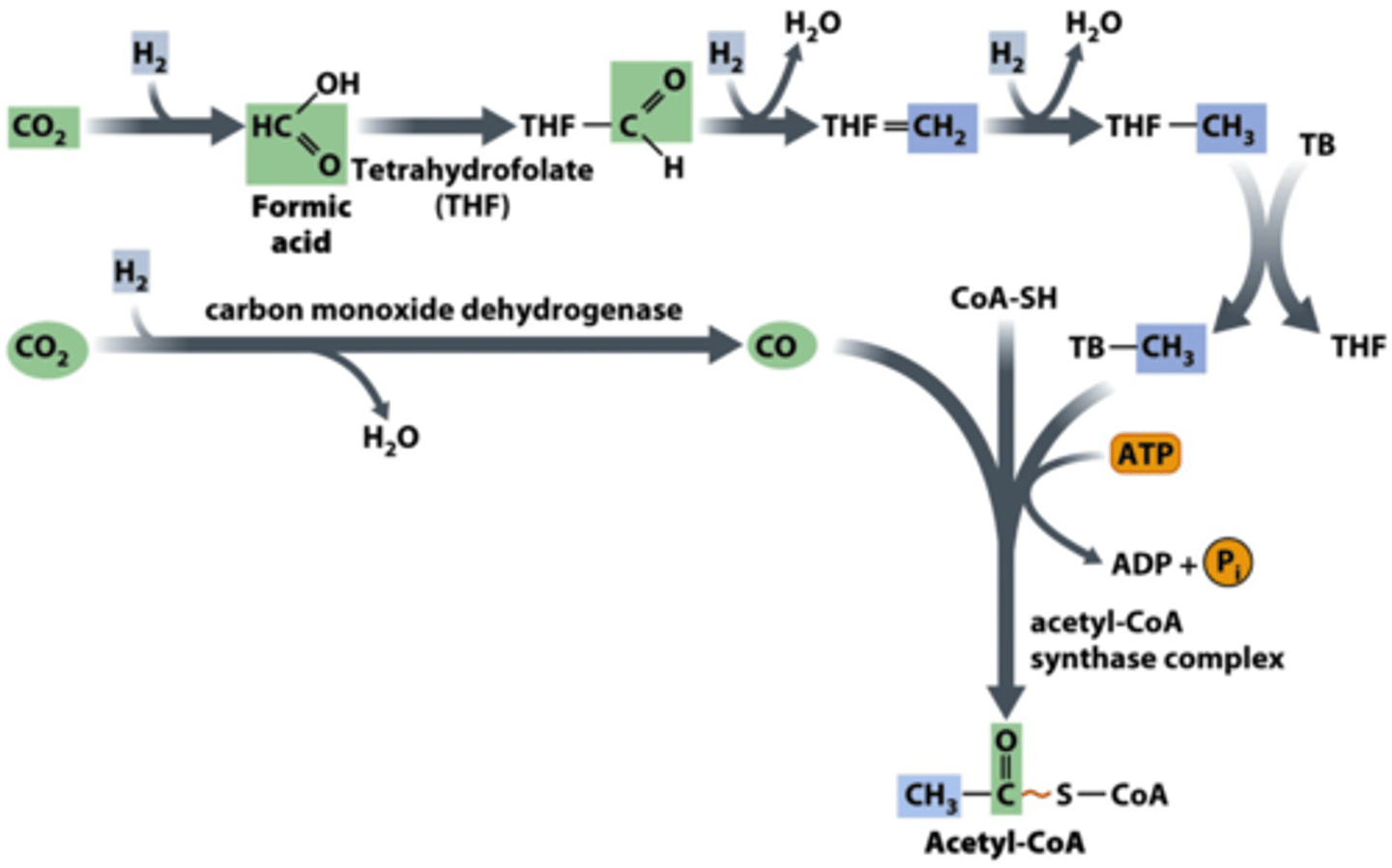 <p>· Wood-Ljungdahl carbon-fixing</p><p>- Used by Bacteria & Archaea</p><p>- Hydrogen & carbon dioxide are reduced to carbon monoxide & formic acid that can be used by life</p><p>· Alkaline hydrothermal environment</p><p>- Provides structure, natural proton gradients, H, & CO₂</p><p>- The pathway requires these things</p>