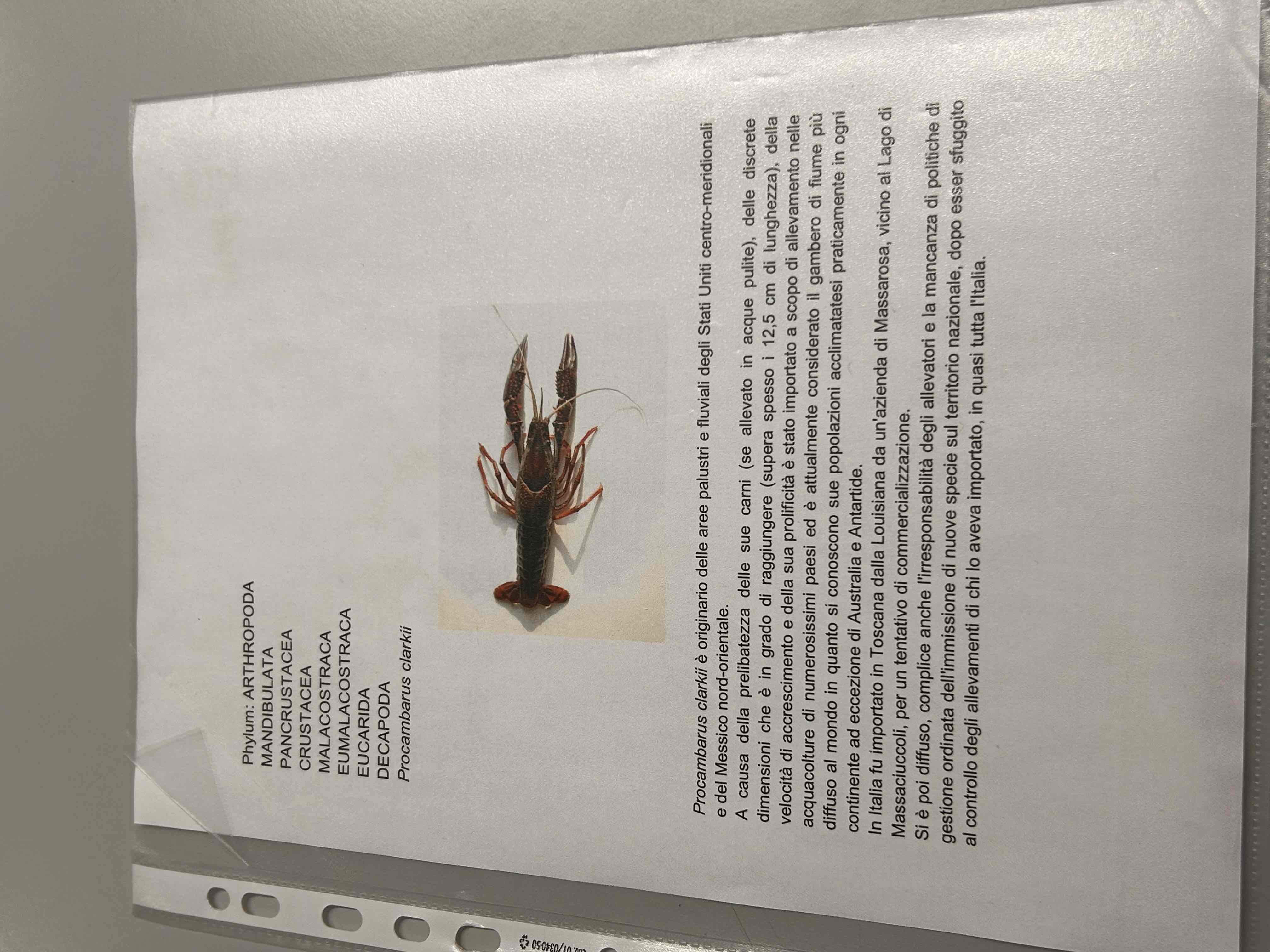 <p>Crostacei</p><p>Malacostraca</p><p>Eumalacostraca</p><p>Decapodi</p><p>Macrura ??</p><p>Procambarus clarkii</p>