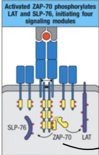 <p>LAT and SLP-76</p>