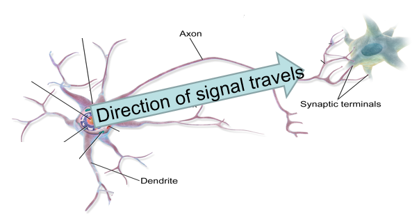 <p>axon to the synaptic terminals</p>