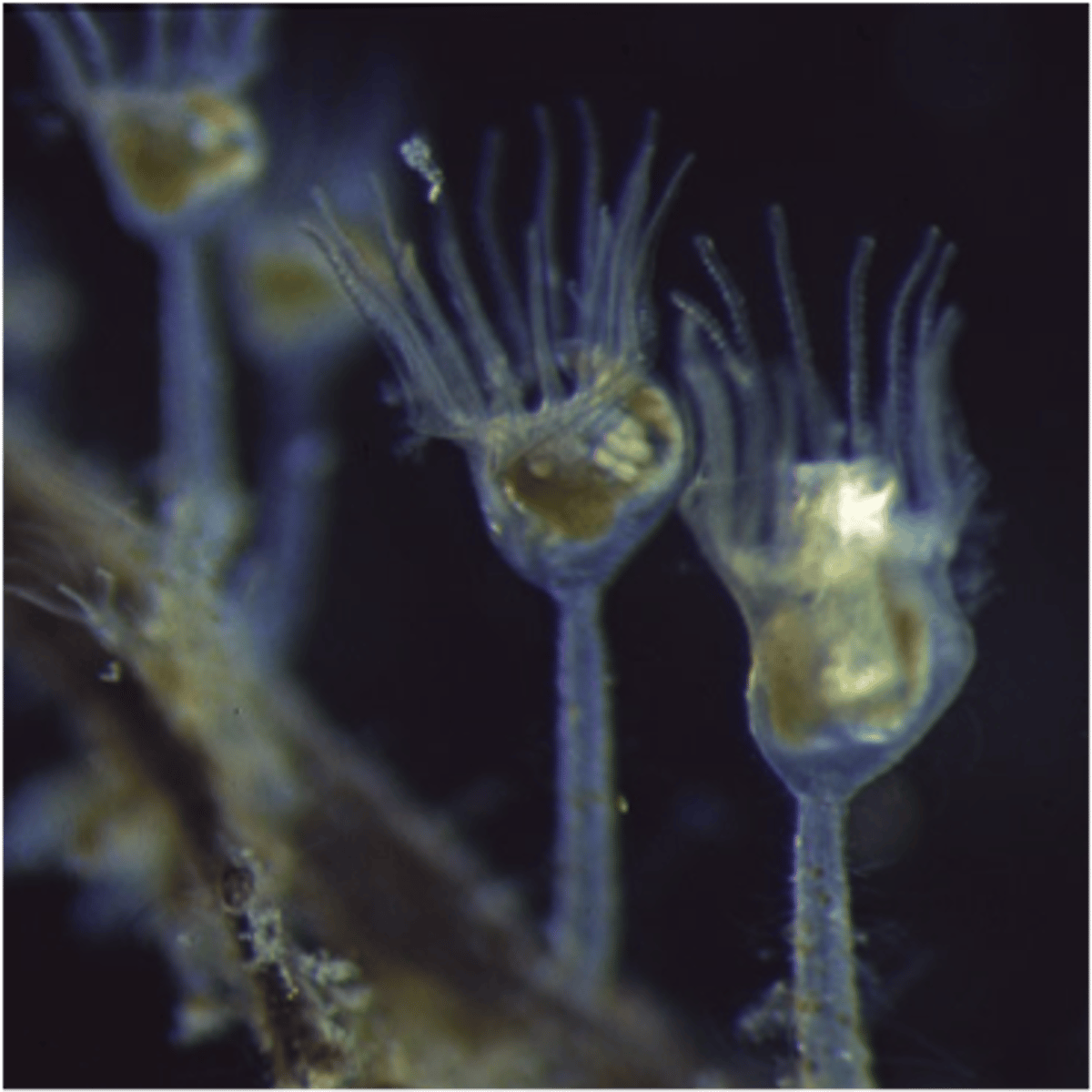 <p>lever i kolonier som består av kalciumkarbonat kistor, ser också lite ut som polyper. Finns i kalkrika miljöer, gamla korallrev, vanliga som fossil</p>