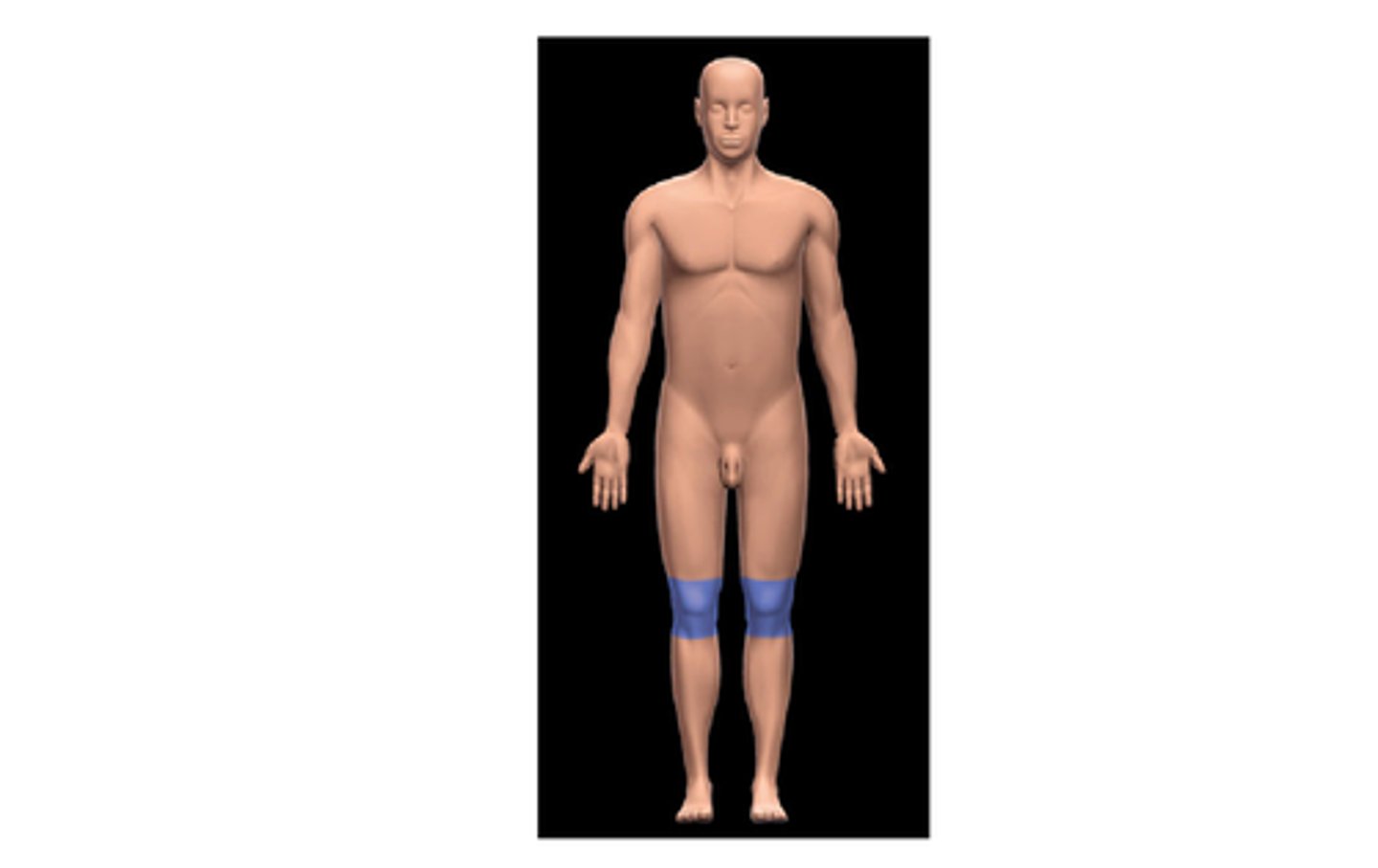 <p>Front of Knee</p>