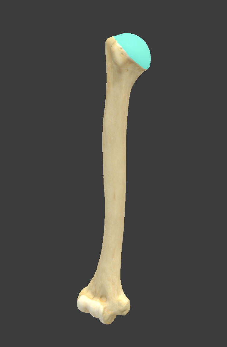 <p>Name and bone </p>