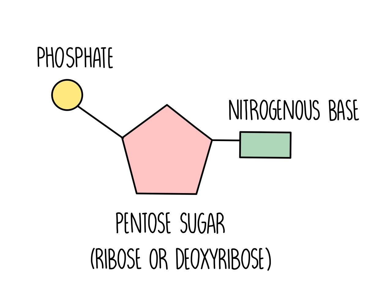 <ul><li><p>DNA is a <strong>double helix</strong>.</p></li><li><p>Made up of <strong>Nucleotides </strong>(monomers)</p></li><li><p>Contains a phosphate group, sugar (<strong>deoxyribose)</strong>, and molecular bases (<strong>adenine, thymine, guanine, cytosine)</strong>.</p></li></ul><p></p>