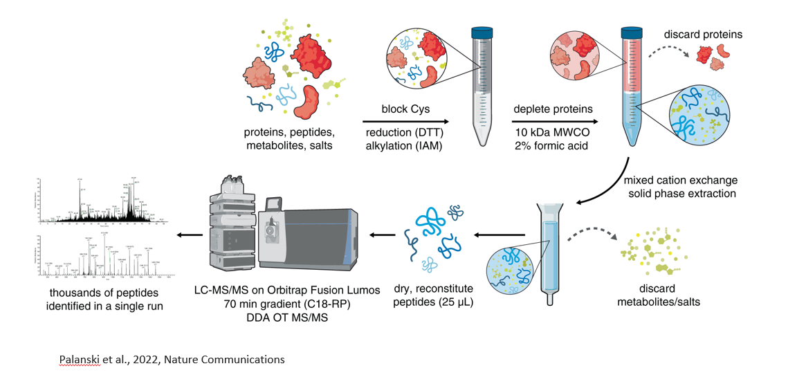 <ul><li><p>Filter out proteins, only leave behind small molecules, including peptides.</p></li><li><p>Desalting column to let all the peptides go through and trap all the salts.</p></li><li><p>Go into mass spec.</p></li><li><p>Have to have de novo sequencing (no database search)</p></li></ul><p></p>