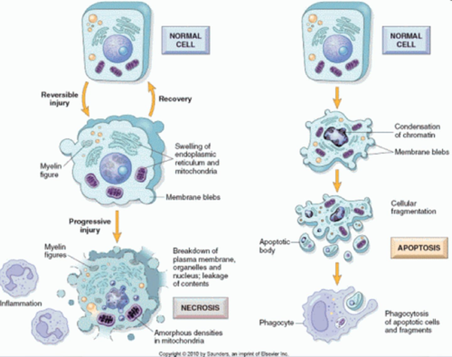 <p><b>draw diagram</b><br><br>Apop:<br>- cell controlled cell death<br>- can occur under normal physiological conditions or pathologic conditions<br>- gets rid of cells WITHOUT ELICITING AN IMMUNE RESPONSE to them<br>- begins with condensation of the chromatin and blebbing of the membrane : with that the cell beings to fragment, this creates apoptotic bodies that contain cellular contents so they aren't spilled into the open: phagocytes engulf apoptotic bodies which send out "eat me" signals and degrade them <b>NO inflammation</b><br><br>Necrosis:<br>cell death from irreversible damage. <br>- Loss of membrane integrity<br>- leakage of lysosomes and cell contents<br>- cell dissolution often by enzymes released from the cells themselves, no control, autolysis</p>