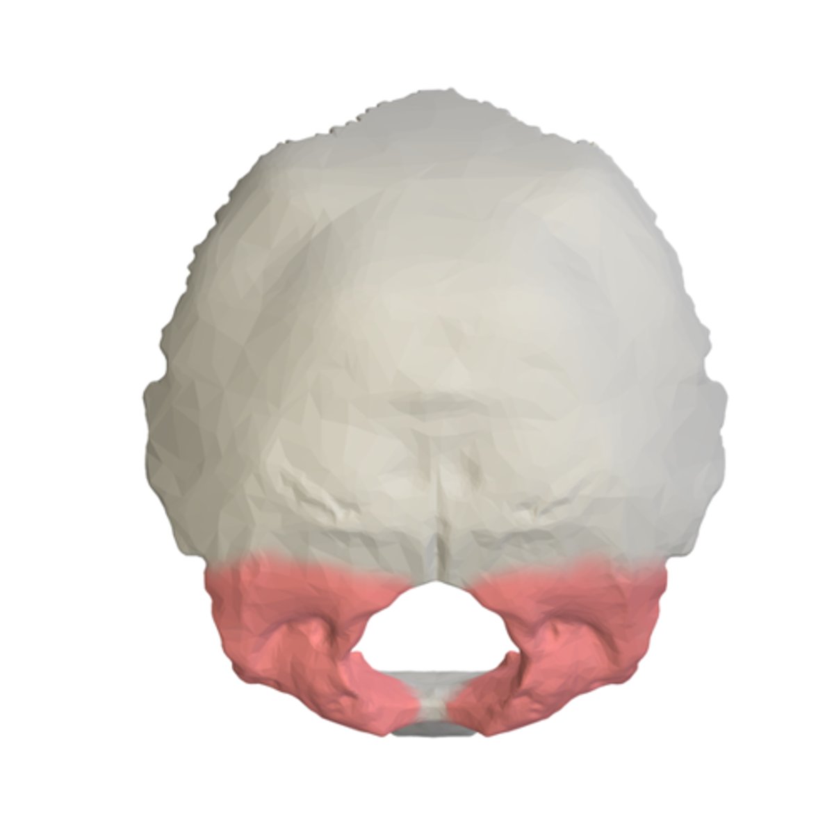 <p>lie to either side of the foramen magnum, articulating with the temporals</p>