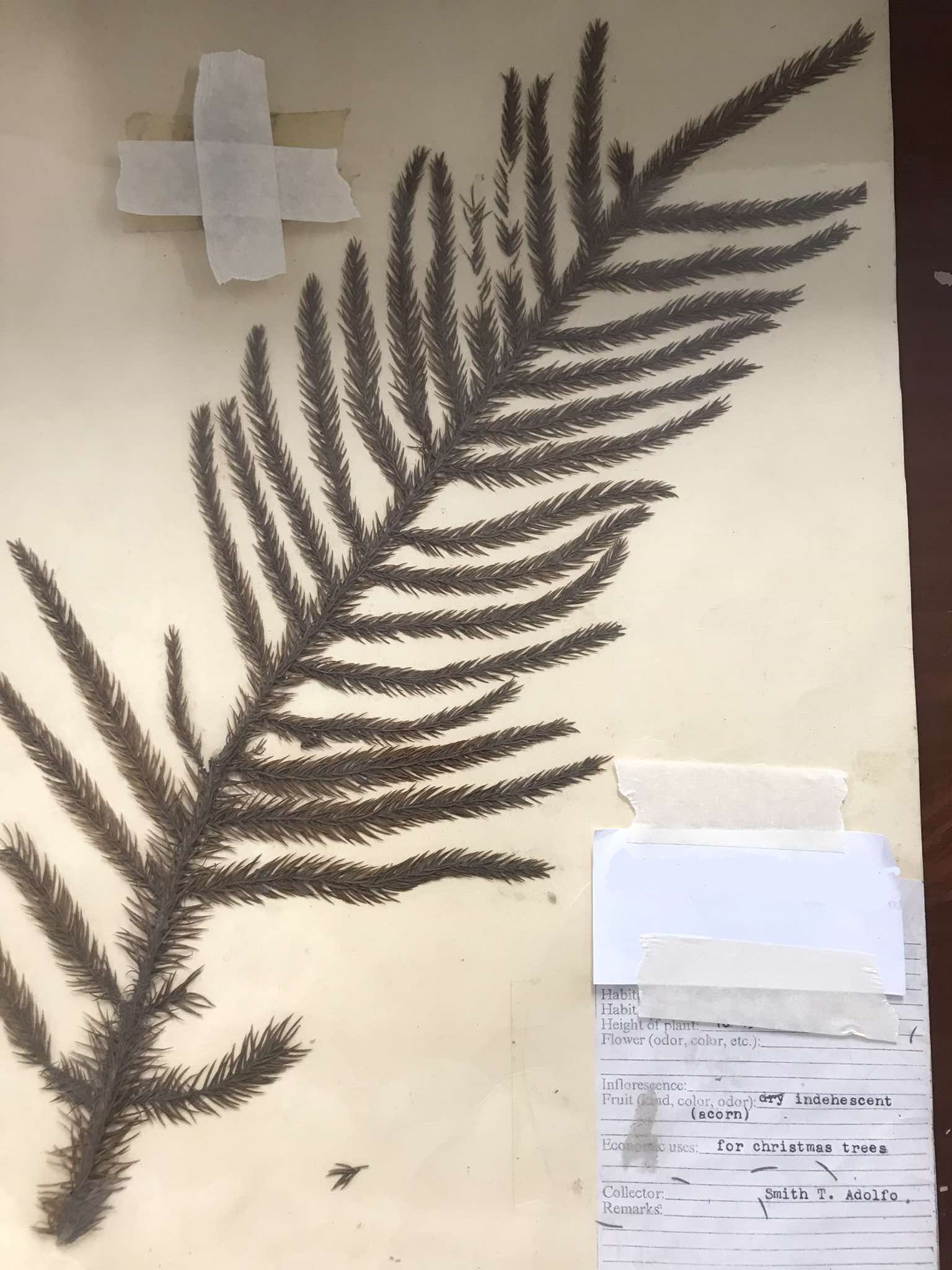 <p>Pinophyta; used for Christmas trees</p>