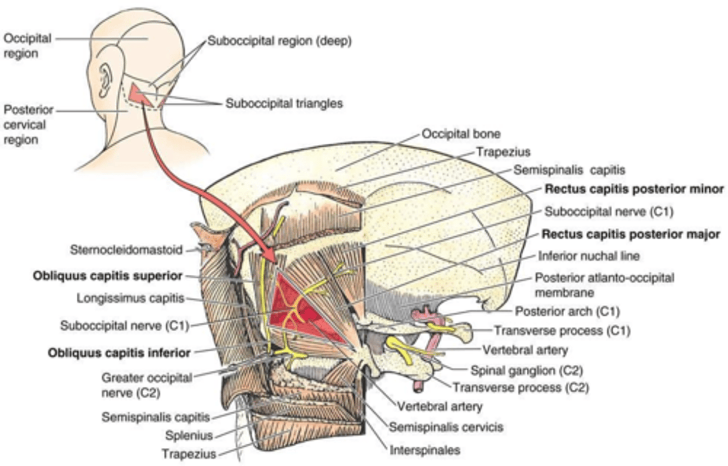 <p>Allows cancer metastasis to vertebrae/brain and bypasses obstructed inferior vena cava.</p>