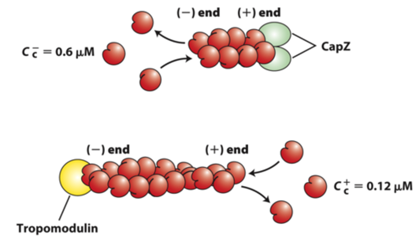 <p>negative end capping protein: ______________ blocks the end where filament disassembly normally occurs, thereby stabilizing the filament</p>