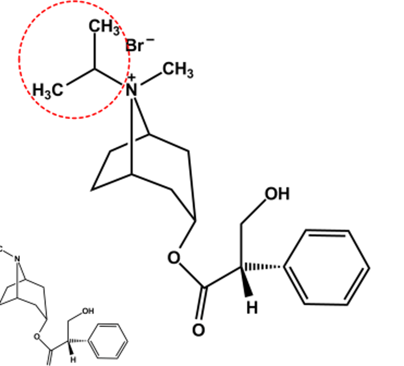 <p>- LogP = -1.8</p><p>- Relatively hindered ester resists hydrolysis</p><p>- Use: Prevent bronchospasm in bronchitis, COPD</p>