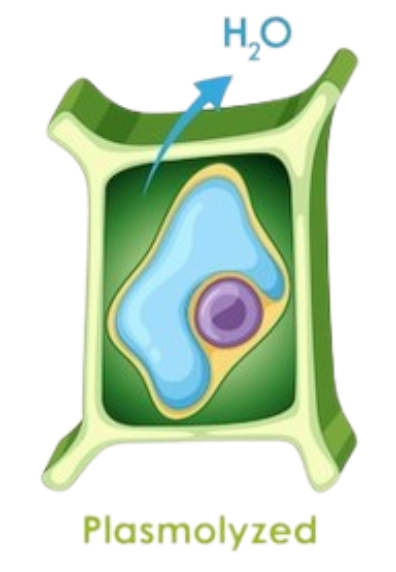 <p><span style="background-color: transparent;">water leaves the cell; cell membrane pulls away from the cell wall; becomes <strong>plasmolyzed</strong> (shriveled inside, but the wall stays the same size).</span></p>