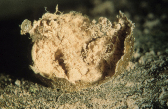 <p>Lycogola epidendrum</p>