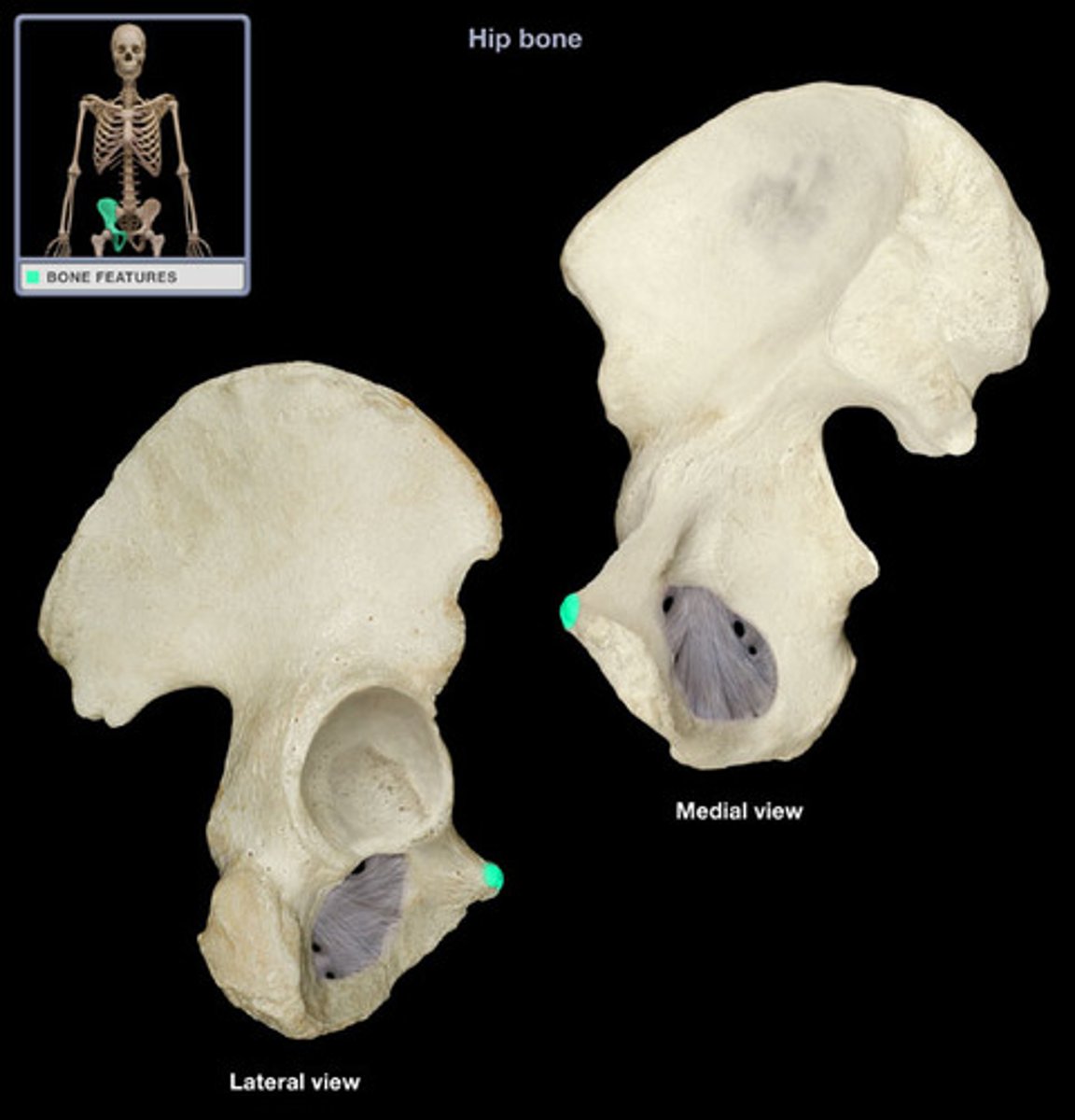 <p>anterior prominence superior to the pubic symphysis, lateral end of pubic crest</p>